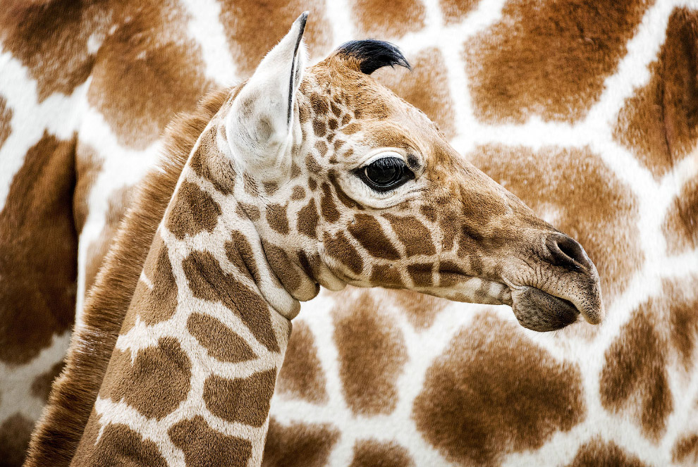 Новорожденный жираф на фоне своих родителей