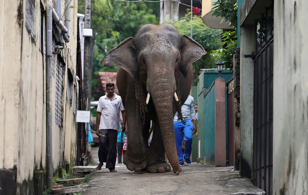 Хозяин и его большой слон в Коломбо, Шри-Ланка