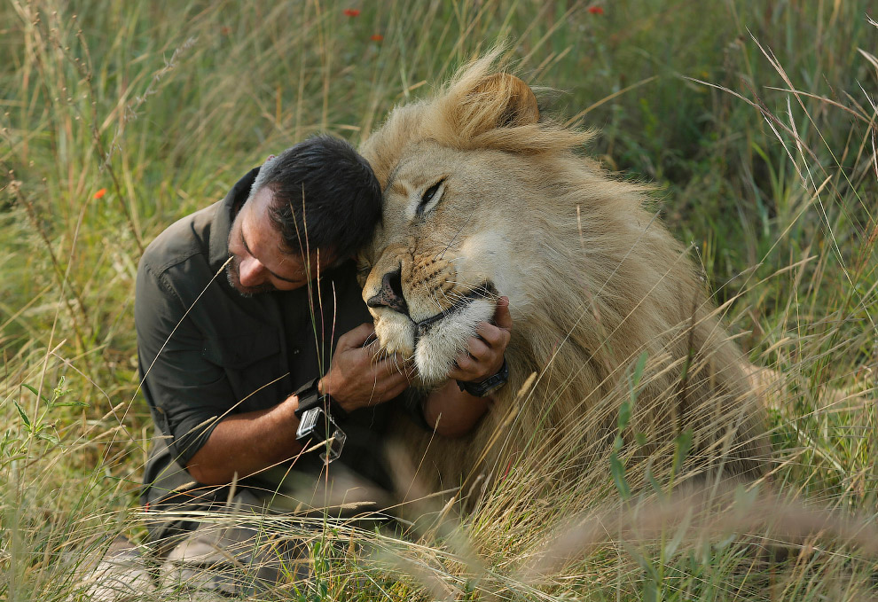 Знаменитый Кевин Ричардсон и его новые фотографии общения со львами