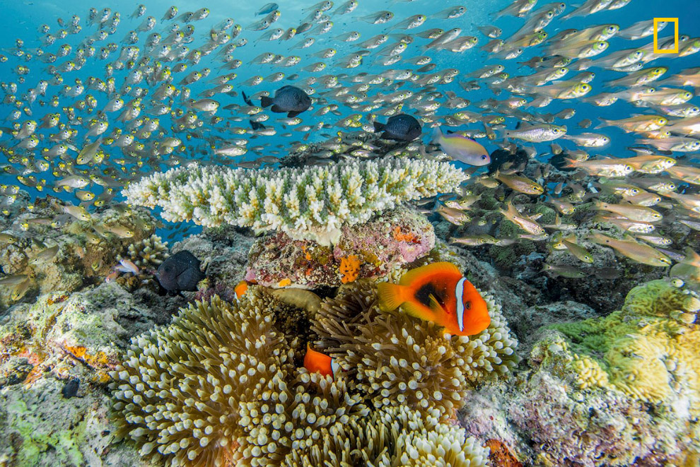 Жизнь на коралловом рифе