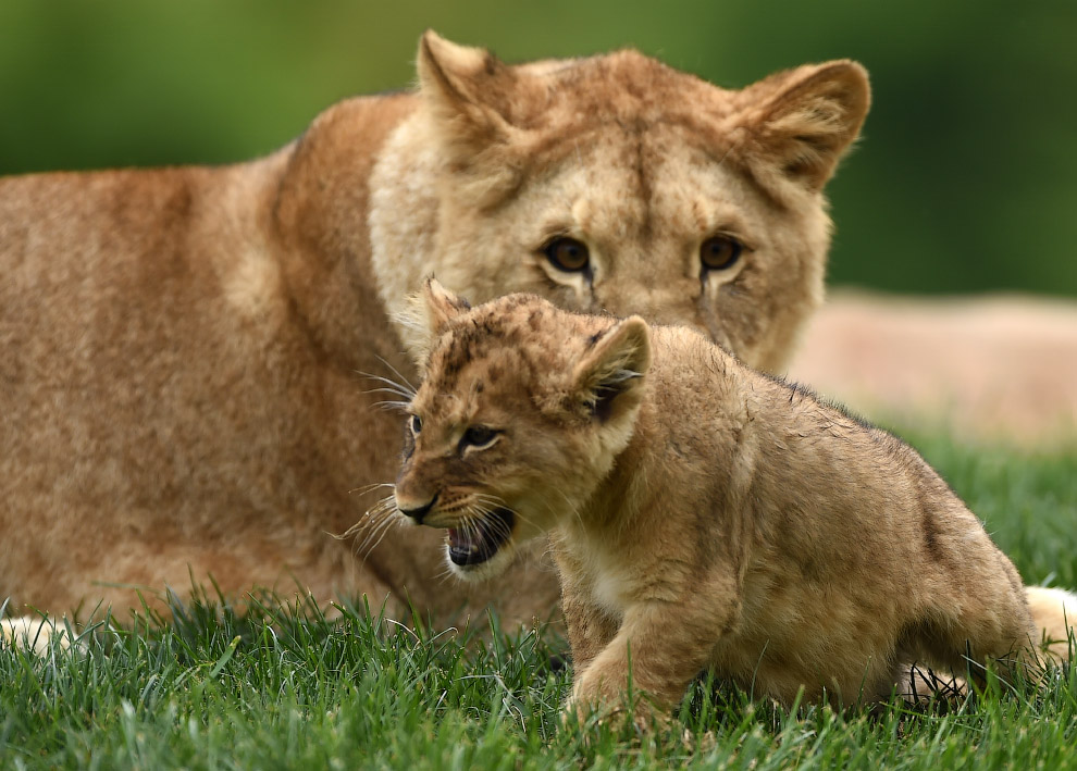 Новорожденный царь зверей уже показывает свои хищнические повадки
