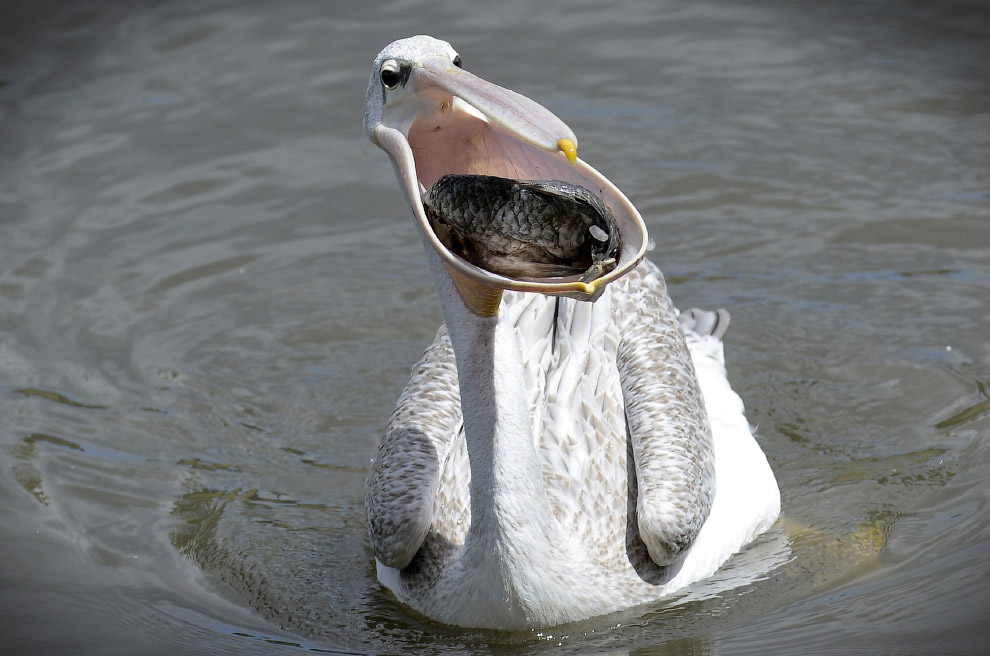 Белый пеликан ест рыбу
