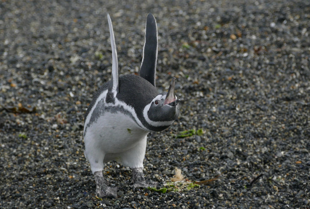 Гибкий магеллановый пингвин