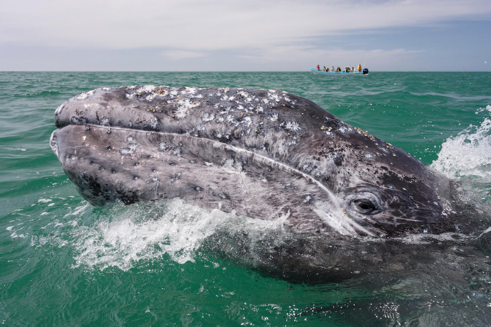 Ласковый серый кит