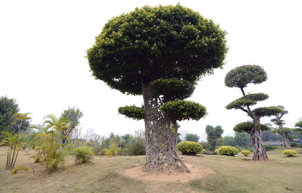 Ну очень необычный ствол дерева в Гуанси, Китай. Как паутина