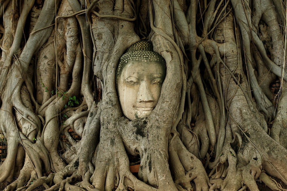 Голова Будды переплелась с корнями дерева в руинах древнего города Аюттхая, Таиланд