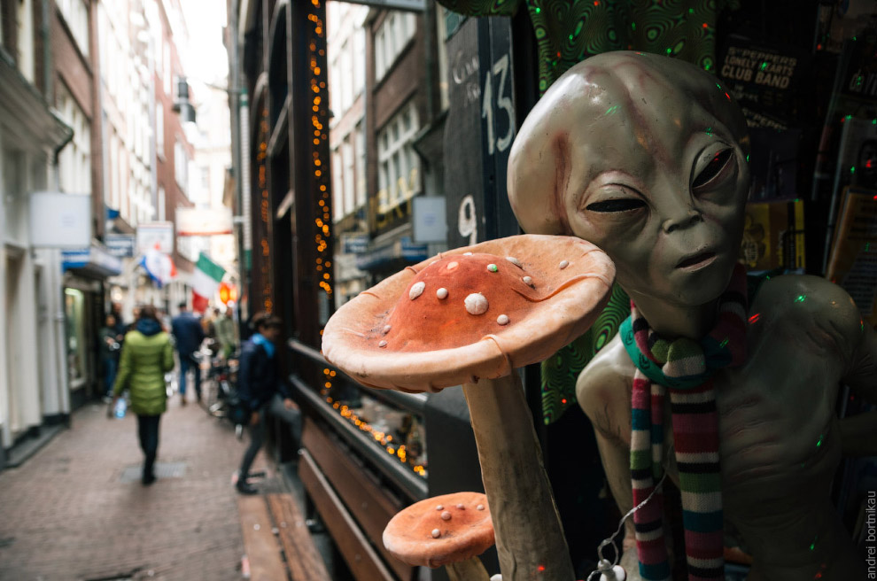Magic mushrooms in a Smart Shop in Amsterdam city center.