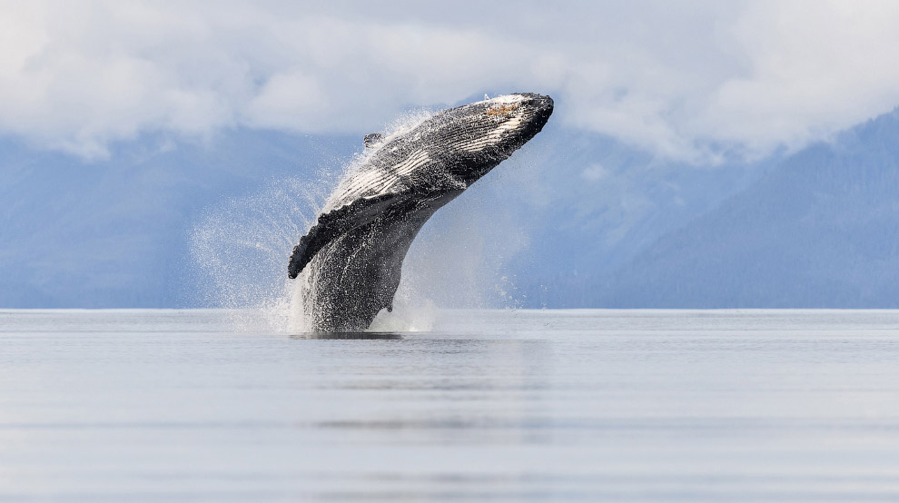 Горбатый кит на Аляске
