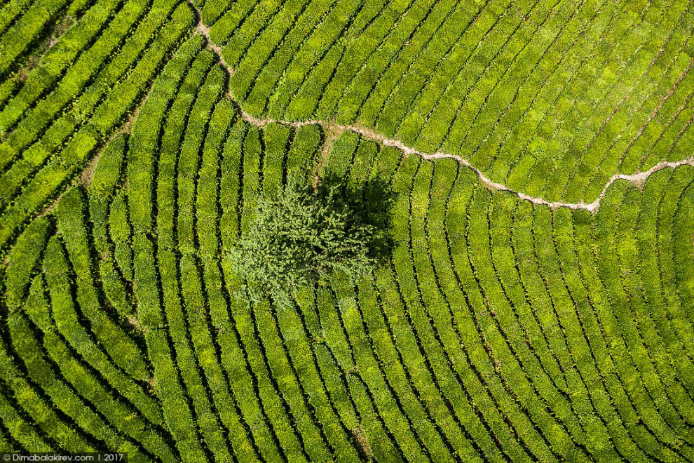 Чайные плантации в Сочи