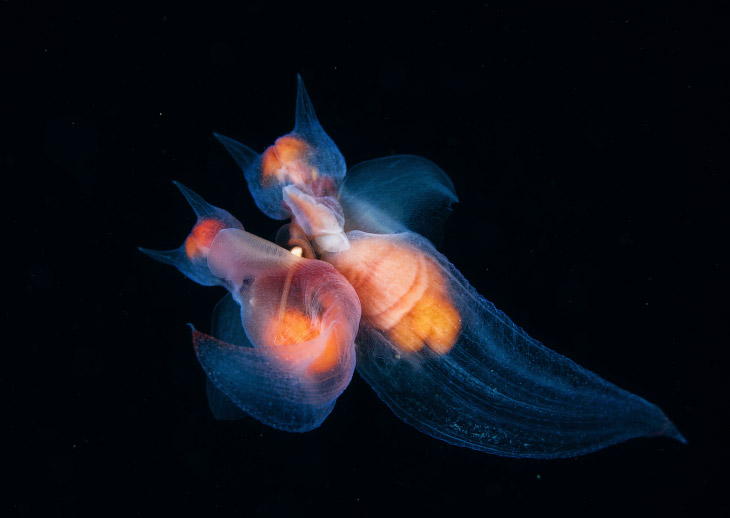 Морские ангелы — моллюски, хищные пелагические организмы