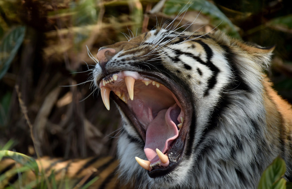 Клыкастый суматранский тигр в зоопарке Таронга в Сиднее