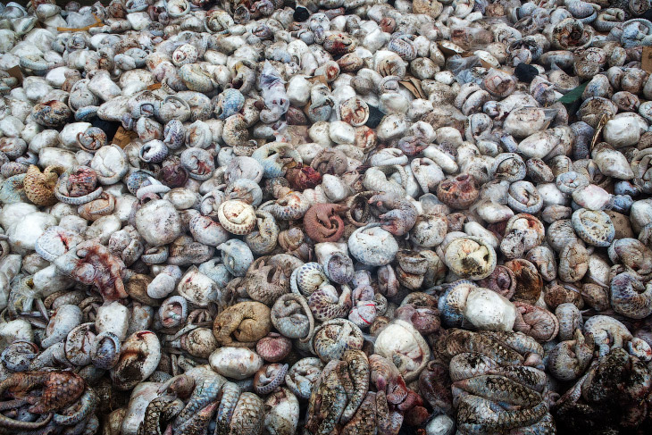 В порту Суматры, Индонезия были обнаружены 4000 замороженных ящеров
