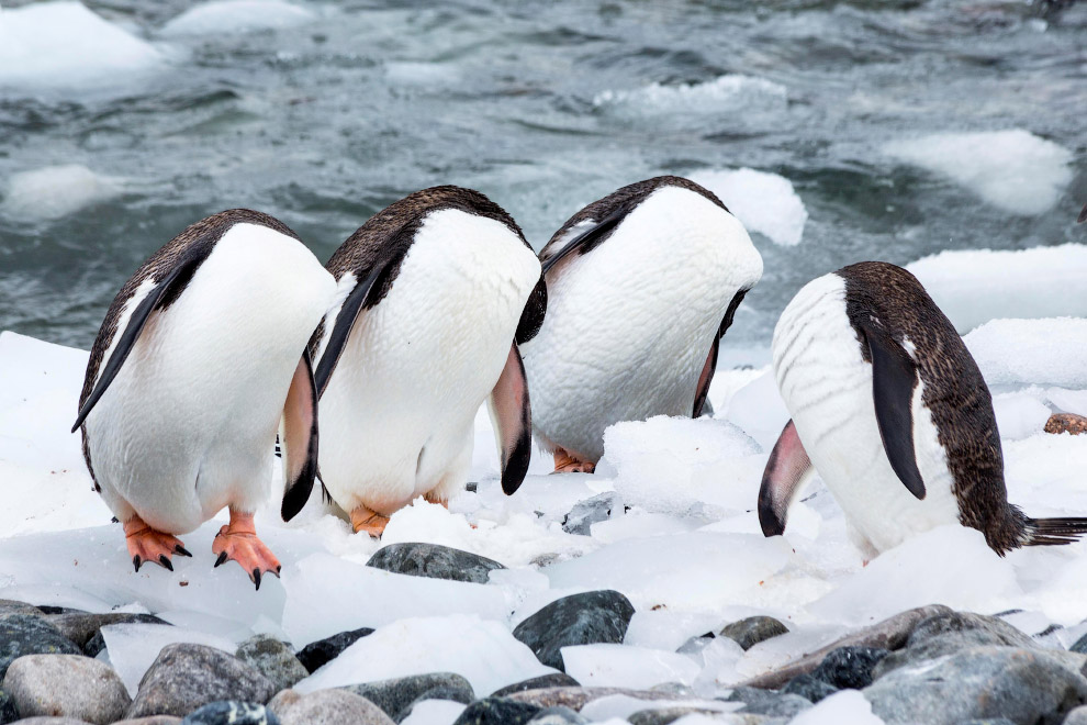 “Безголовые” пингвины