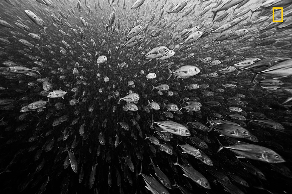 Бесконечный косяк рыб у берегов Коста-Рики
