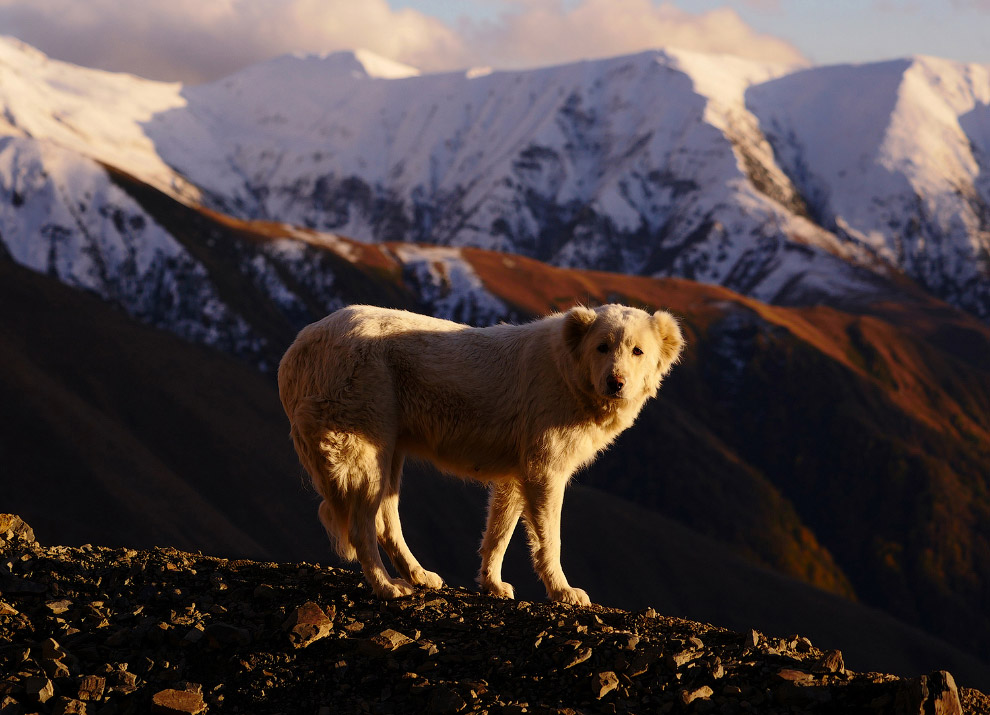Перегон овец на Кавказе