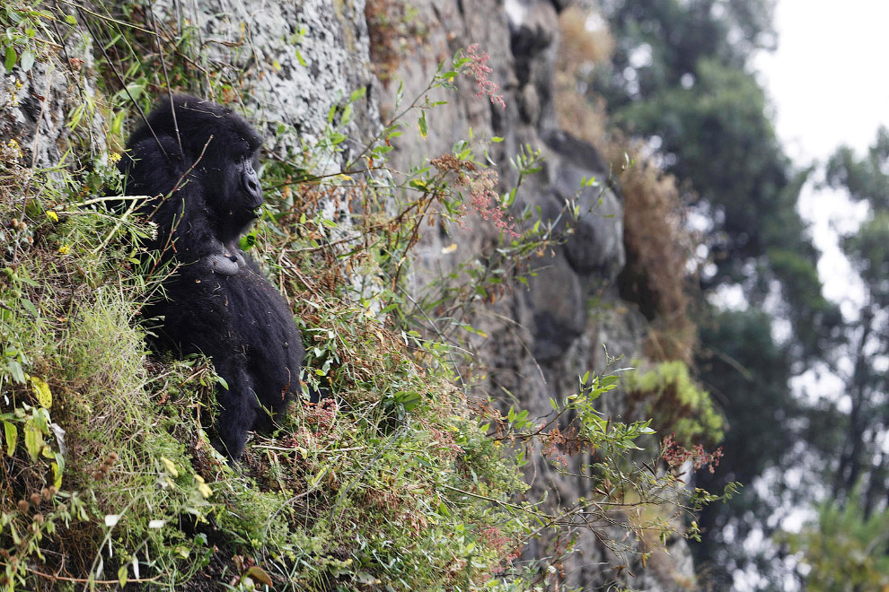 Горные гориллы