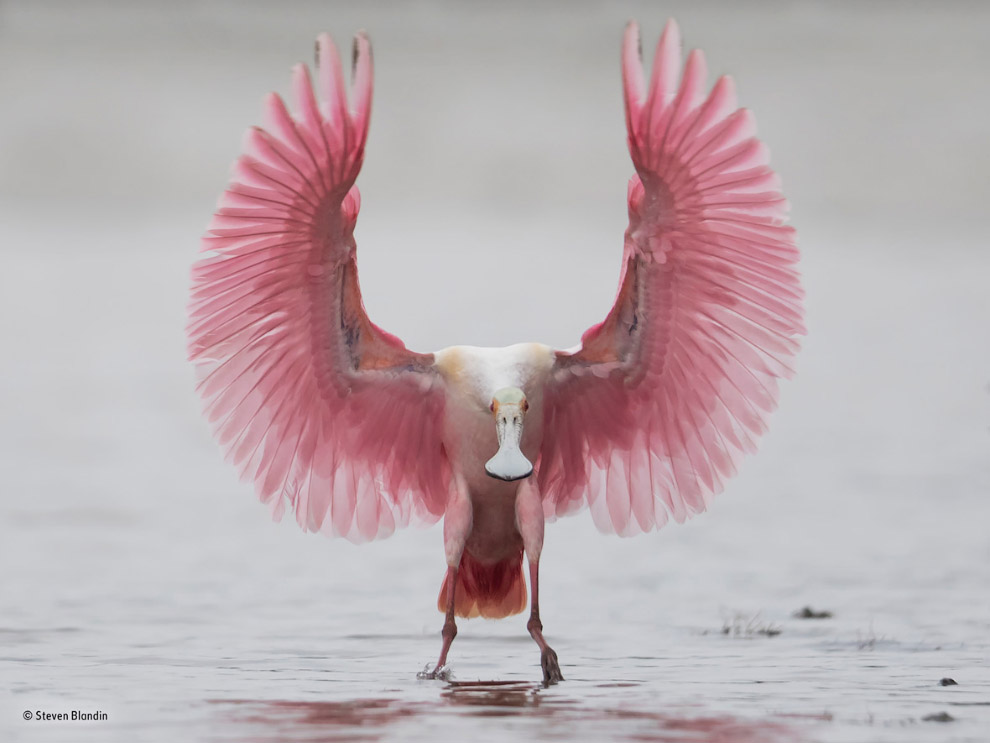 Розовая колпица — птица из семейства ибисовых