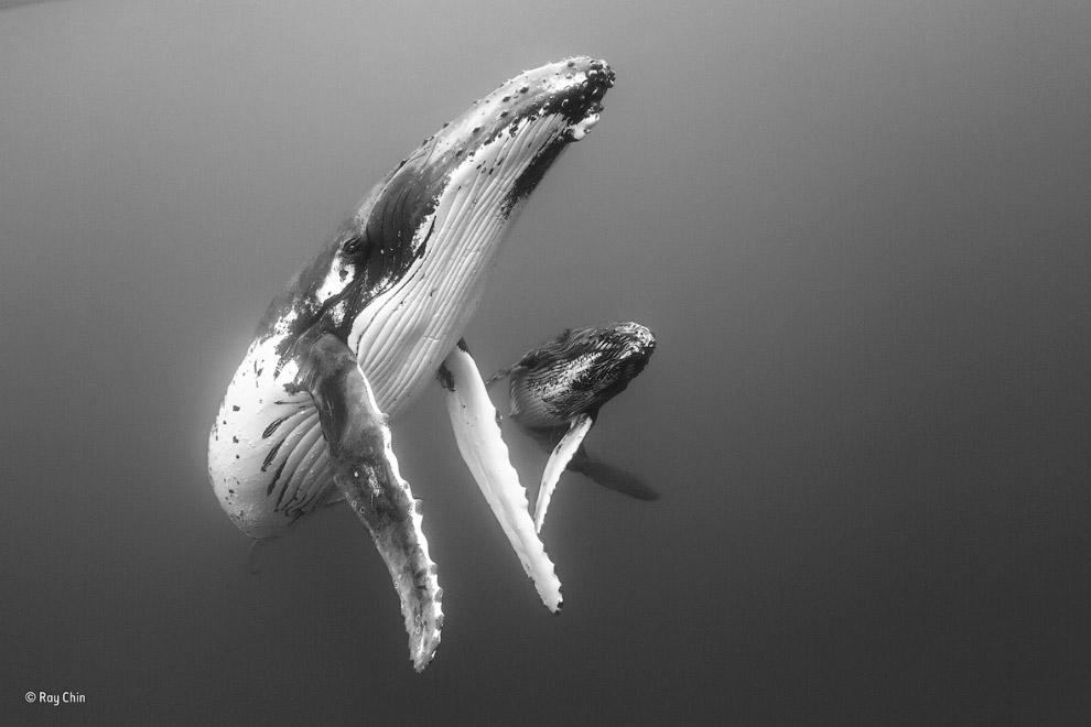 Горбатые киты. Мать и детеныш
