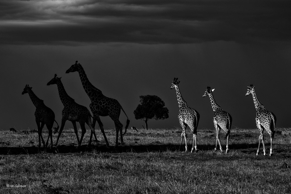 Шесть жирафов