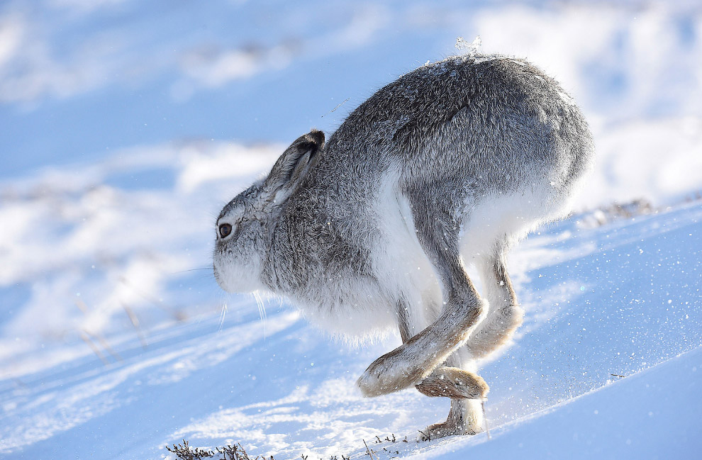 Бегущий заяц в горах Шотландии