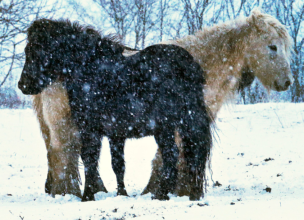 Лошади и снегопад под Франкфуртом в Германии