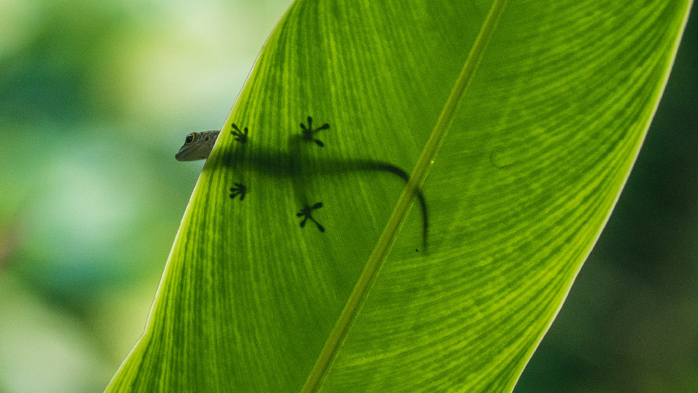 Геккон на листе на Сейшельских островах