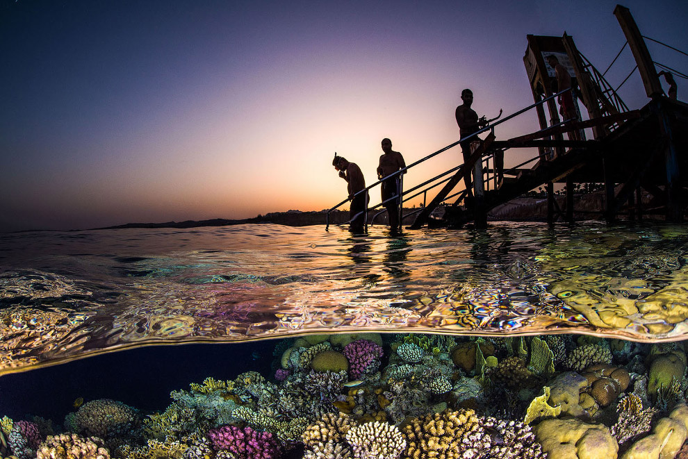 Подводный мир Красного моря, Египет