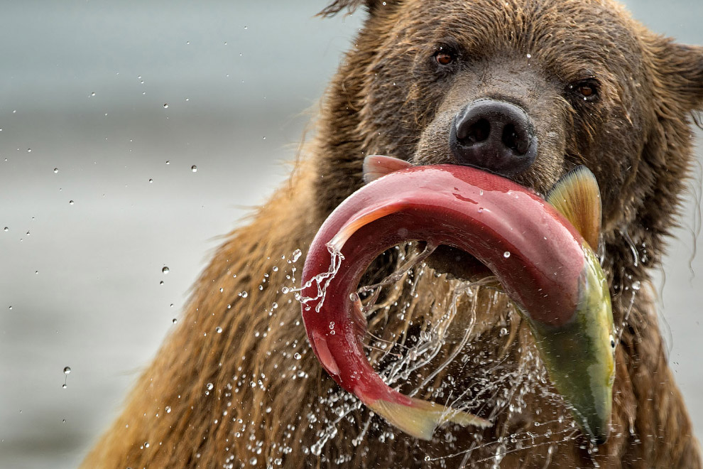 Медведь и лосось в Курильском озере, Россия