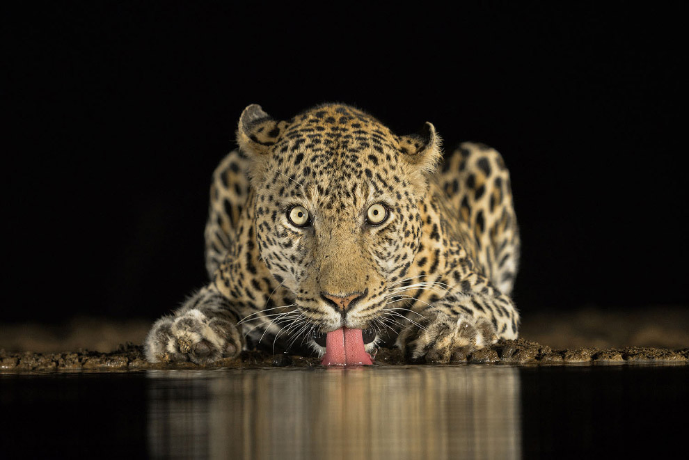 Потрясающий снимок леопарда