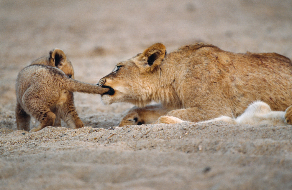 Семья львов в национальном парке Крюгера, Южная Африка