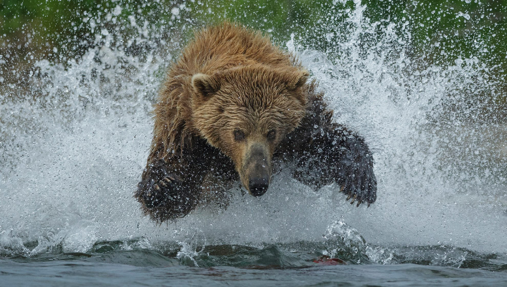 Медведь гризли на рыбалке в Национальном парке Катмай