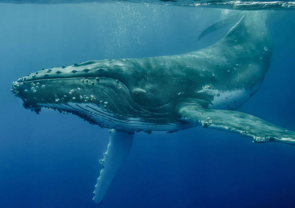 Горбатый кит в Вавау, Тонга