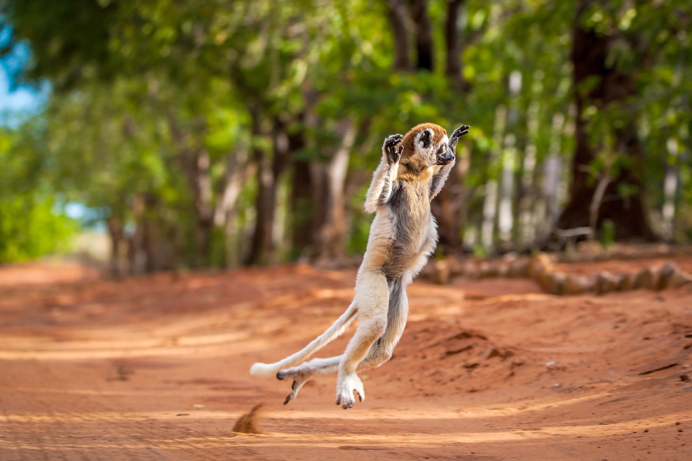 Танцующий сифака на Мадагаскаре