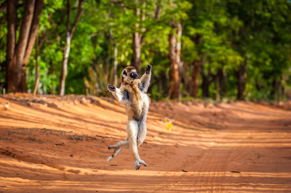 Танцующий сифака на Мадагаскаре