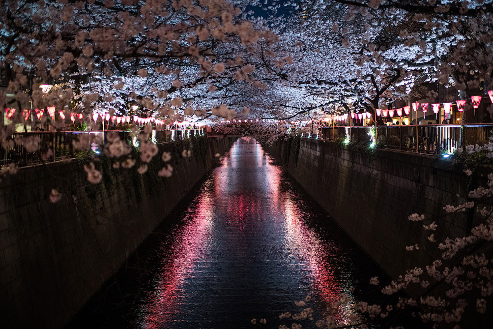 Вишневый цвет над каналом в районе Мегуро, Токио, Япония