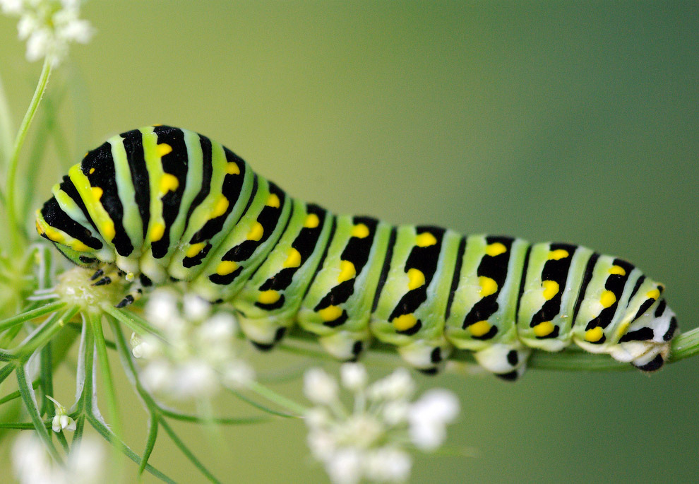 Бабочка Papilio polyxenes