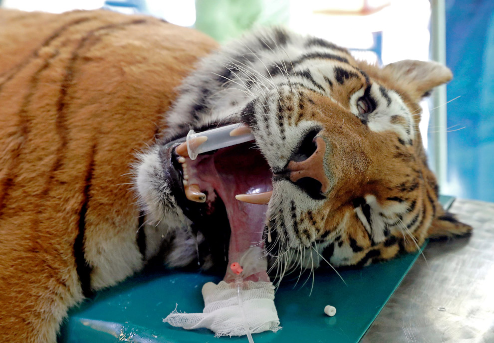 Амурский тигр у стоматолога, Венгрия