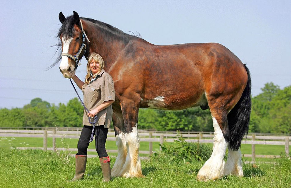 А это самая большая лошадь в Британии