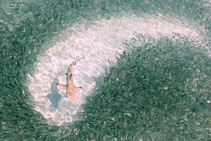 Чернопёрая рифовая акула на Мальдивах