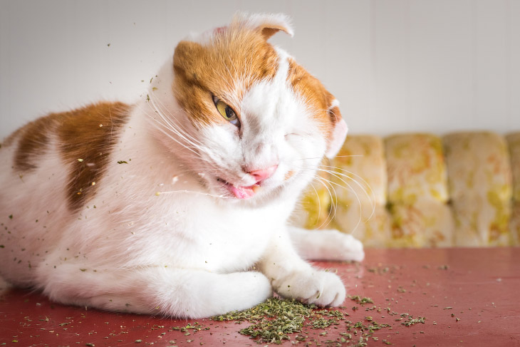 Кошачья мята как наркотик тор браузер в чем преимущества вход на гидру