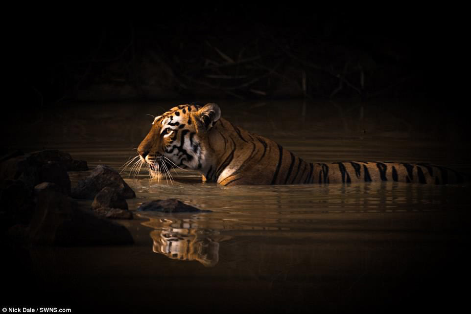 Тигры очень любят воду