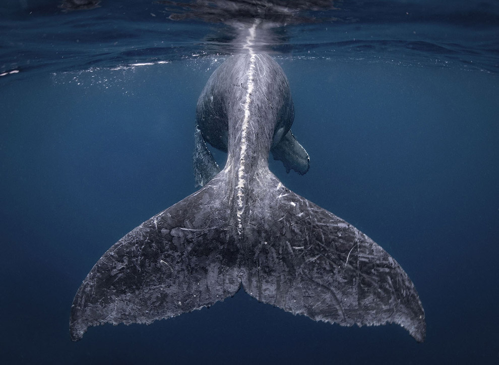 Горбатый кит с китенышем