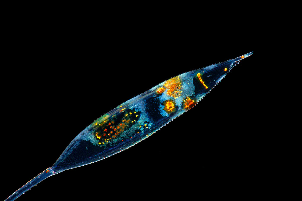 Lysmata — род морских креветок из семейства Hippolytidae