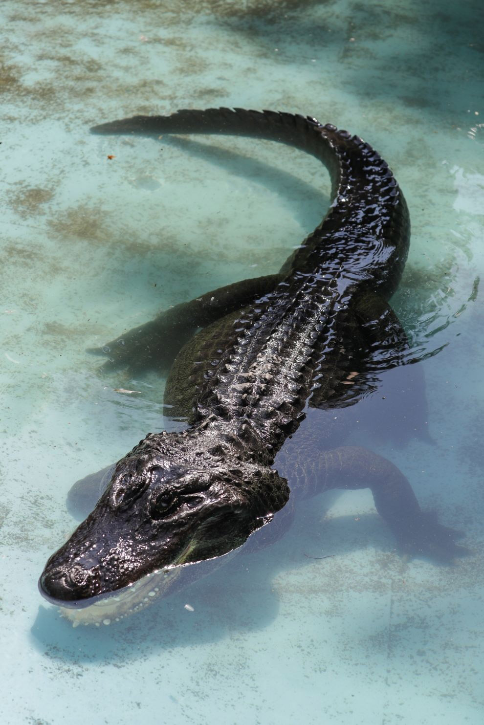 Самый большой аллигатор в мире фото