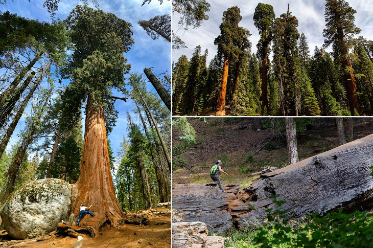 Самые большие деревья в мире