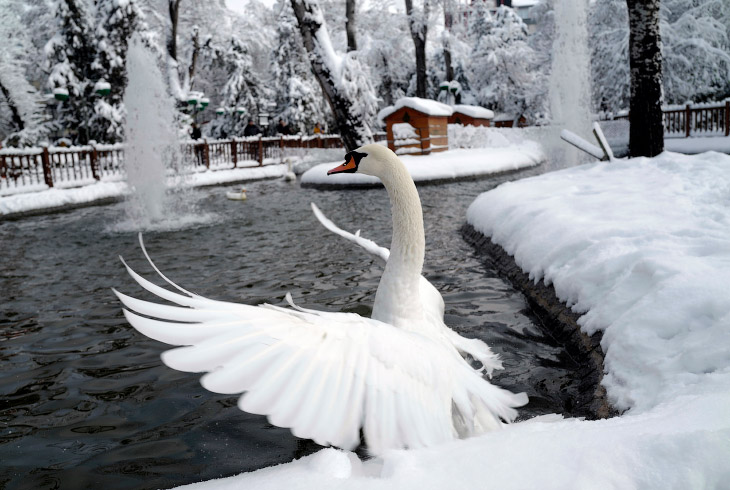 Радостный лебедь зимой