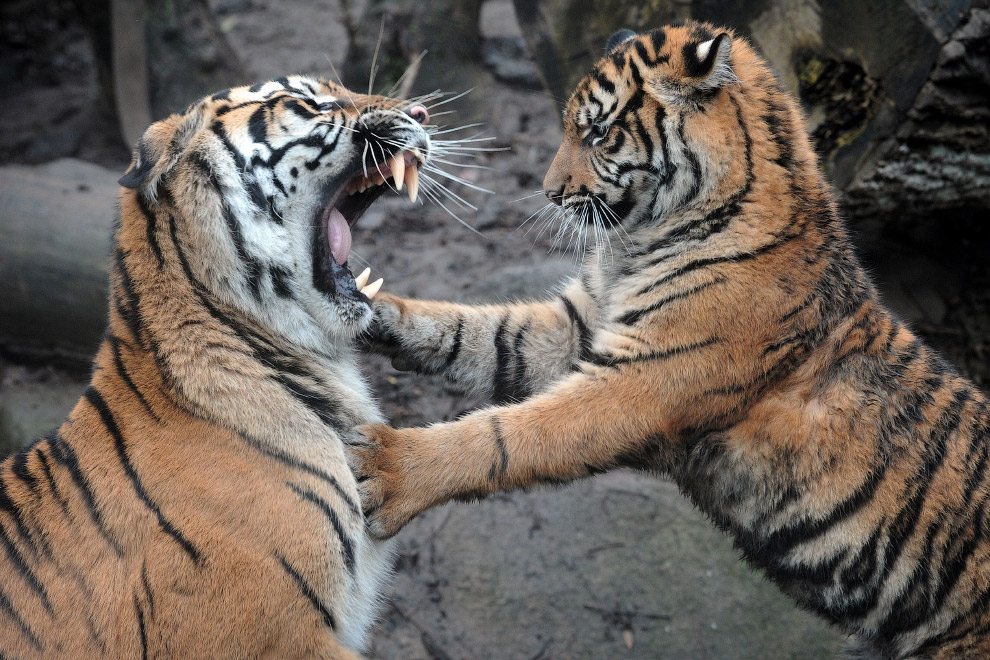 Суматранские тигрята в зоопарке в Йиглаве