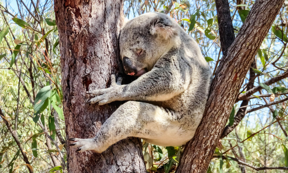 Коала на деревьях в Квинсленде, Австралия