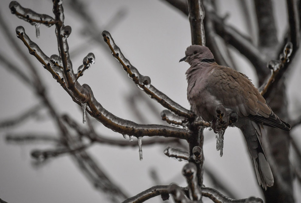 Птичка и ледяные ветки в Бухаресте, Румыния