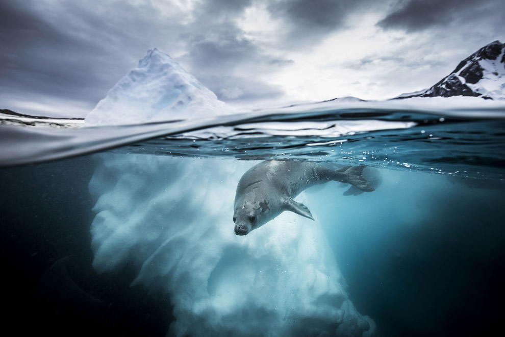 Тюлень в Антарктике